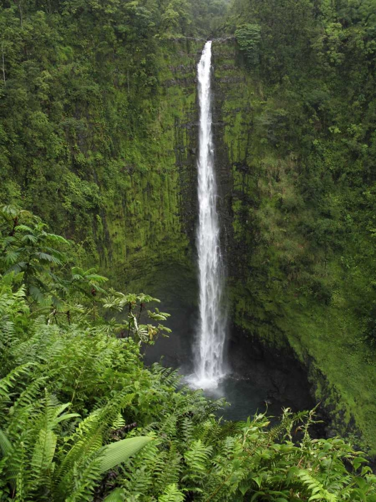 Wall Art Painting id:129911, Name: USA, Hawaii, Hilo View if Akaka Falls, Artist: Kaveney, Wendy