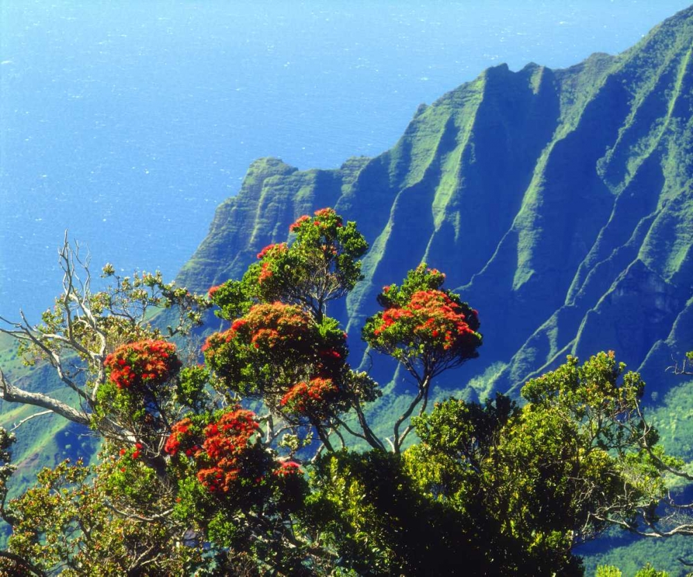 Wall Art Painting id:135377, Name: HI, Kauai Flowering tree above the Na Pali Coast, Artist: Talbot Frank, Christopher