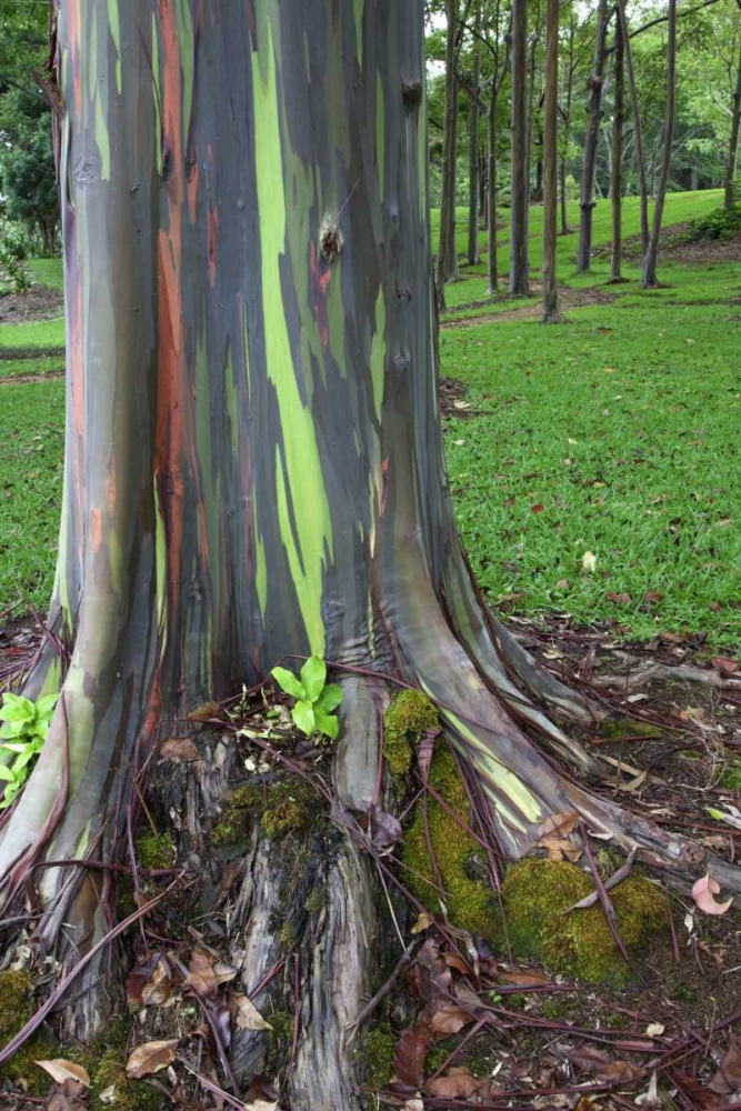 Wall Art Painting id:127578, Name: Hawaii, Kauai Colorful eucalyptus tree bark, Artist: Flaherty, Dennis