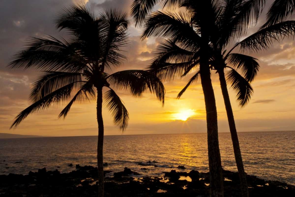 Wall Art Painting id:128922, Name: USA, Hawaii, Maui, Kihei Palm tree sunset, Artist: Illg, Cathy and Gordon