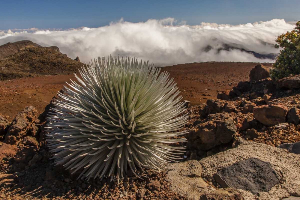 Wall Art Painting id:128904, Name: HI, Maui, Haleakala NP Silversword plant, Artist: Illg, Cathy and Gordon