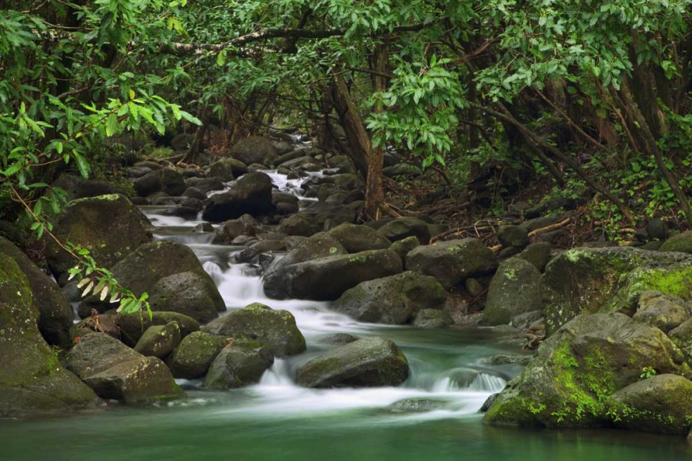 Wall Art Painting id:127710, Name: Hawaii, Kauai Creek flowing from a rainforest, Artist: Flaherty, Dennis