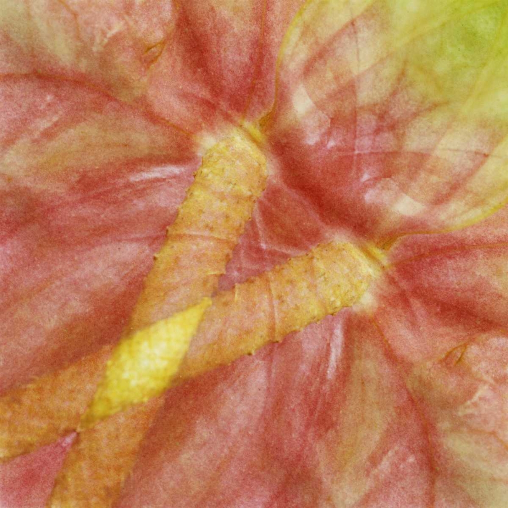 Wall Art Painting id:126977, Name: USA, Hawaii Anthurium flower montage, Artist: Bush, Marie