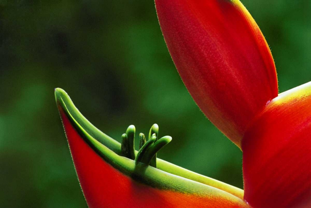 Wall Art Painting id:126985, Name: Hawaii, Hilo Heliconia flower close-up, Artist: Bush, Marie