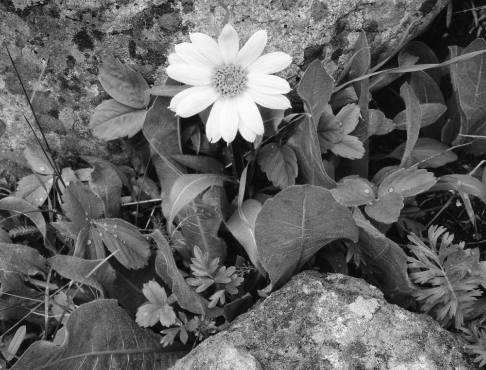 Wall Art Painting id:127462, Name: Idaho, Sawtooth NRA White wyethia bloom, Artist: Flaherty, Dennis