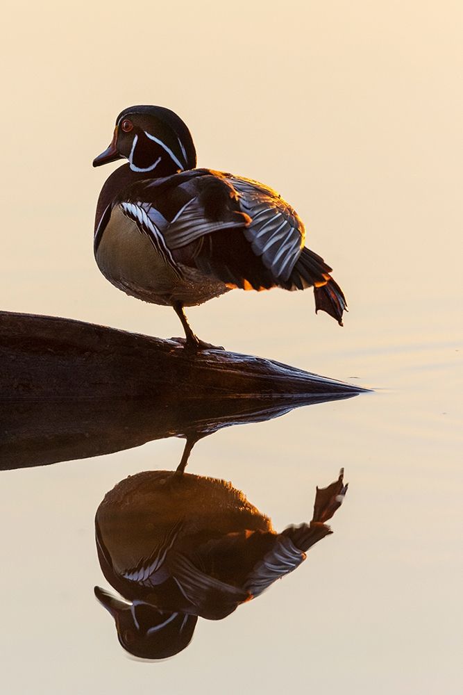 Wall Art Painting id:405475, Name: Wood Duck (Aix sponsa) male on log stretching in wetland at sunrise-Marion County-Illinois, Artist: Day, Richard and Susan