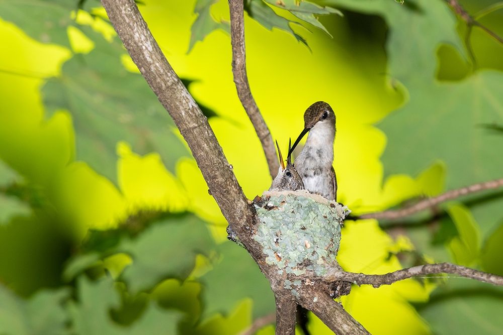 Wall Art Painting id:405481, Name: Ruby-throated Hummingbird female feeding young at nest-Marion County-Illinois, Artist: Day, Richard and Susan