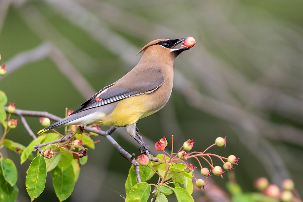 Wall Art Painting id:405482, Name: Cedar Waxwing eating berry in Serviceberry Bush (Amelanchier canadensis)-Marion County-Illinois, Artist: Day, Richard and Susan