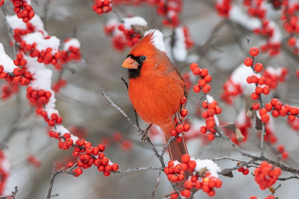Wall Art Painting id:405483, Name: Northern Cardinal male in Winterberry bush in winter-Marion County-Illinois, Artist: Day, Richard and Susan