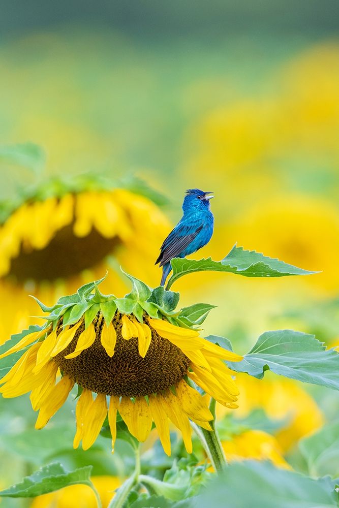 Wall Art Painting id:405484, Name: Indigo Bunting male singing on Sunflower Sam Parr State Park Jasper County-Illinois, Artist: Day, Richard and Susan
