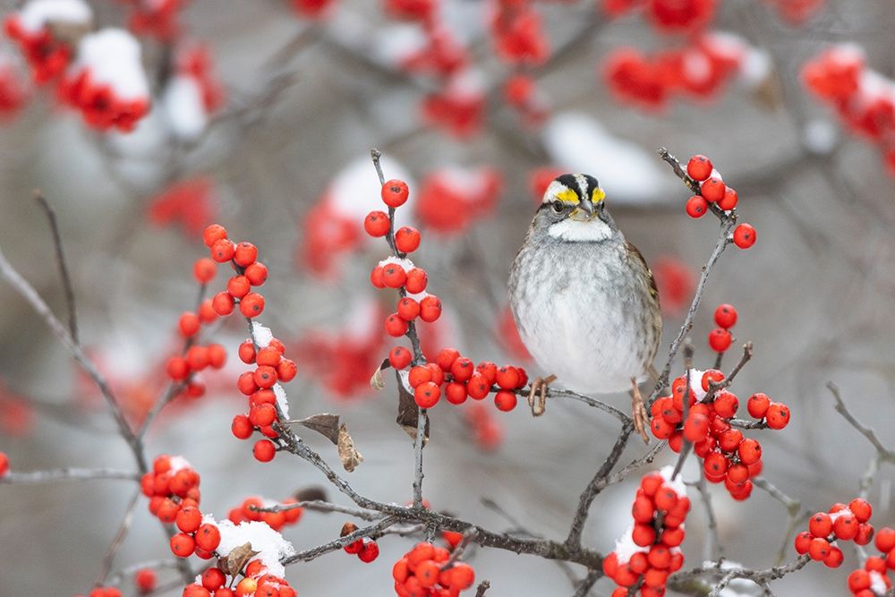 Wall Art Painting id:405485, Name: White-throated Sparrow in Winterberry bush in winter-Marion County-Illinois, Artist: Day, Richard and Susan