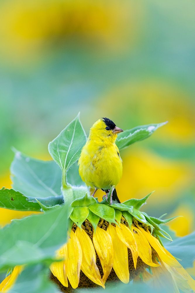 Wall Art Painting id:405486, Name: American Goldfinch male on Sunflower Sam Parr St Pk Jasper County-Illinois, Artist: Day, Richard and Susan