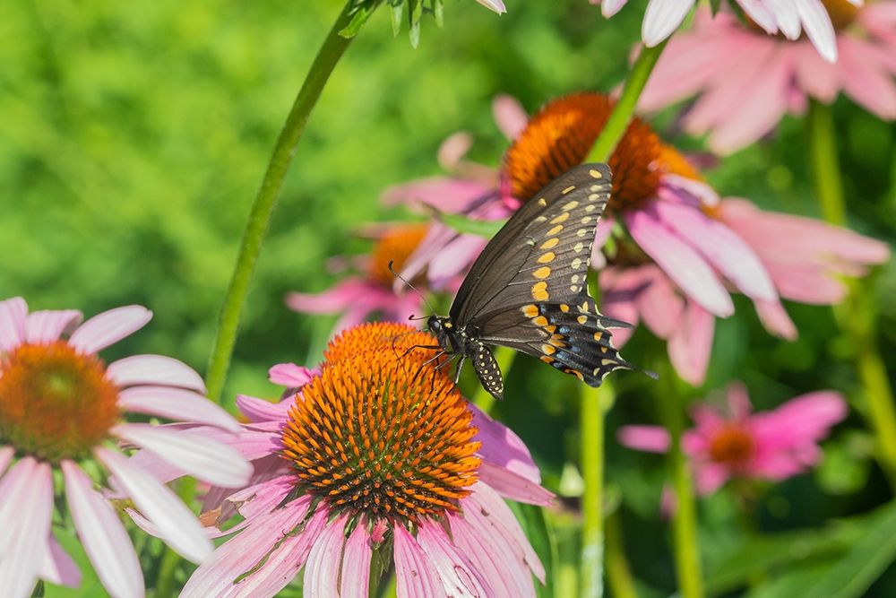 Wall Art Painting id:405488, Name: Black Swallowtail male on Purple Coneflower -Marion County-Illinois, Artist: Day, Richard and Susan