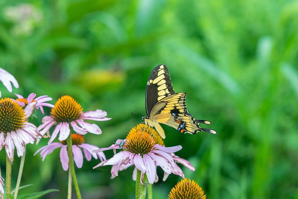 Wall Art Painting id:405489, Name: Giant Swallowtail on Purple Coneflower -Marion County-Illinois, Artist: Day, Richard and Susan