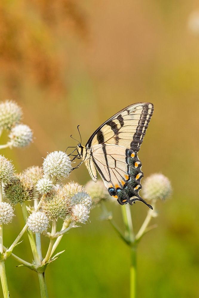 Wall Art Painting id:405490, Name: Eastern Tiger Swallowtail on Rattlesnake Master (Eryngium yuccifolium)-Marion County-Illinois, Artist: Day, Richard and Susan