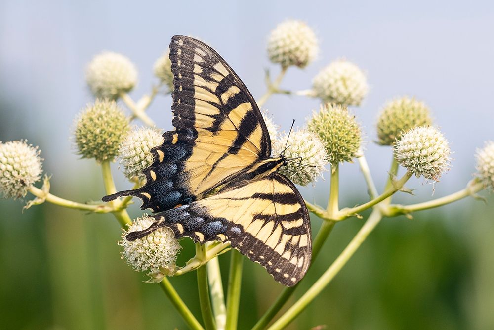 Wall Art Painting id:405491, Name: Eastern Tiger Swallowtail on Rattlesnake Master (Eryngium yuccifolium)-Marion County-Illinois, Artist: Day, Richard and Susan