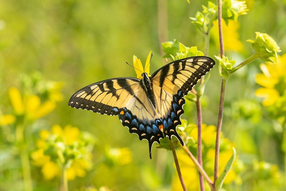 Wall Art Painting id:405492, Name: Eastern Tiger Swallowtail on Rosin Weed (Silphium integrifolium)-Marion County-Illinois, Artist: Day, Richard and Susan