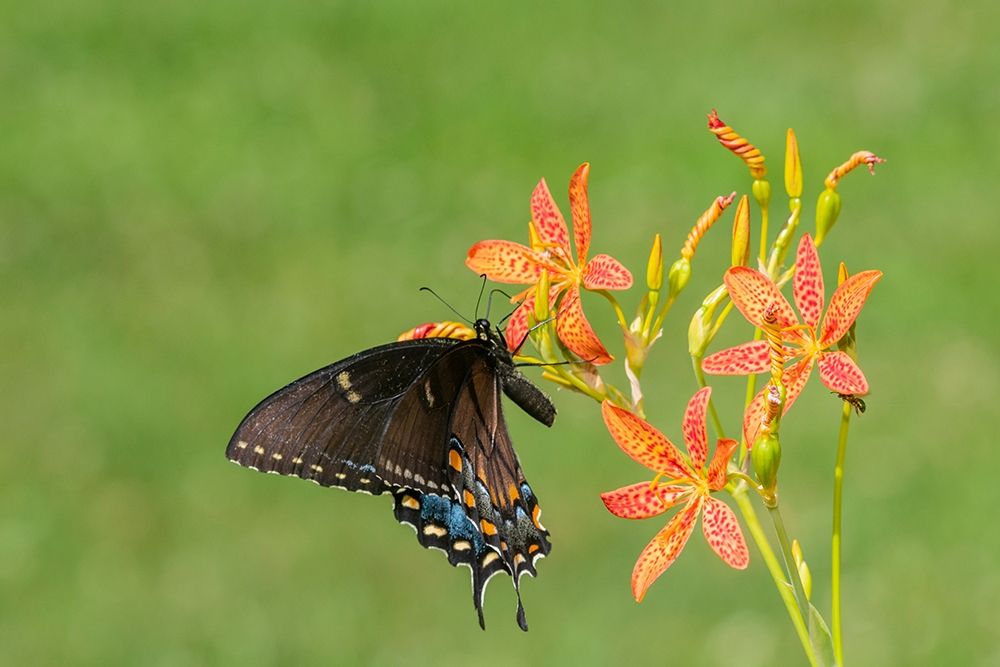 Wall Art Painting id:405493, Name: Eastern Tiger Swallowtail female on Blackberry Lily (Belamcanda chinensis)-Marion County-Illinois, Artist: Day, Richard and Susan