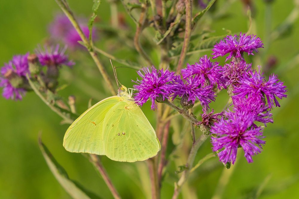 Wall Art Painting id:405494, Name: Cloudless Sulphur (Phoebis sennae) on Missouri Ironweed (Veronia missurica)-Marion County-Illinois, Artist: Day, Richard and Susan