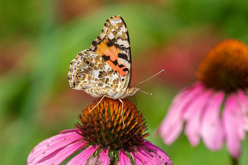 Wall Art Painting id:405495, Name: Painted Lady (Vanessa cardui) on Purple Coneflower -Marion County-Illinois, Artist: Day, Richard and Susan