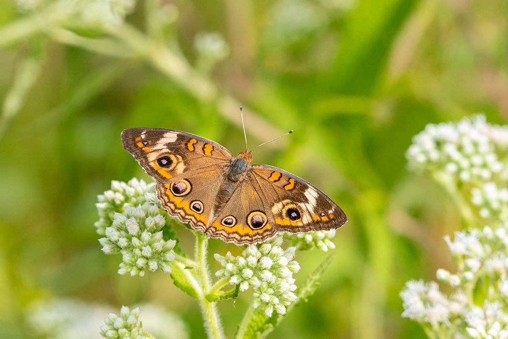 Wall Art Painting id:405496, Name: Common Buckeye (Junonia coenia) on Common Boneset (Eupatorium perfoliatum)-Marion County-Illinois, Artist: Day, Richard and Susan