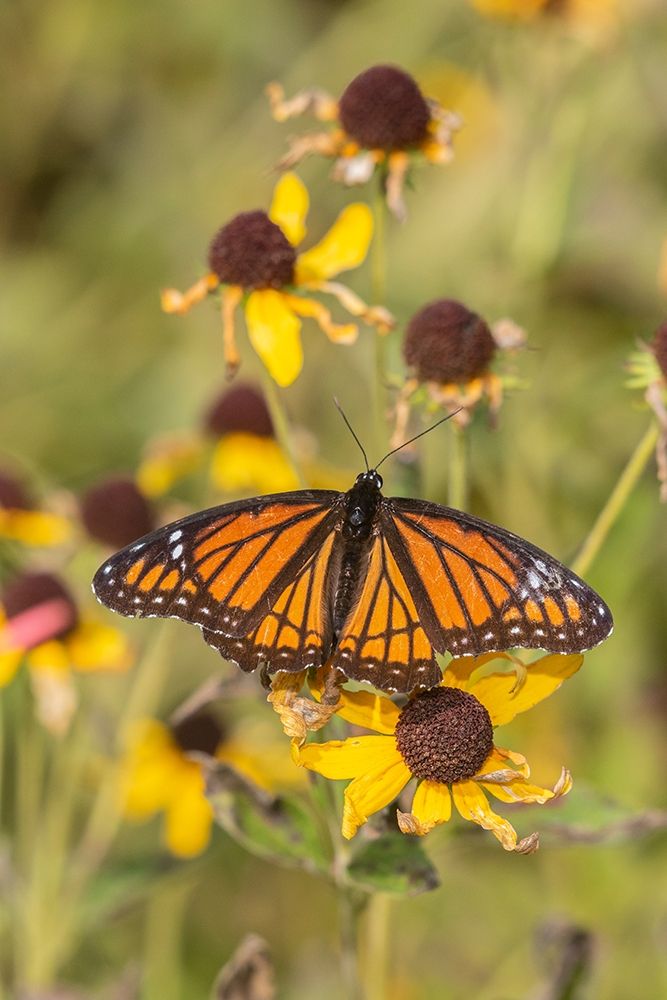 Wall Art Painting id:405497, Name: Viceroy (Limenitis arthemis) on Sneezeweed (Helenium sp)-Effingham County-Illinois, Artist: Day, Richard and Susan