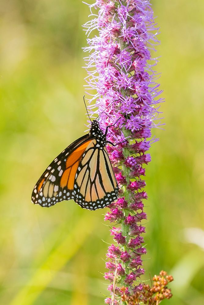 Wall Art Painting id:405498, Name: Monarch (Danaus plexippus) on Prairie Blazing Star (Liatris pycnostachya) Clinton County-Illinois, Artist: Day, Richard and Susan