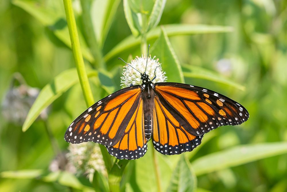 Wall Art Painting id:405499, Name: Monarch (Danaus plexippus) on Rattlesnake Master (Eryngium yuccifolium)-Marion County-Illinois, Artist: Day, Richard and Susan