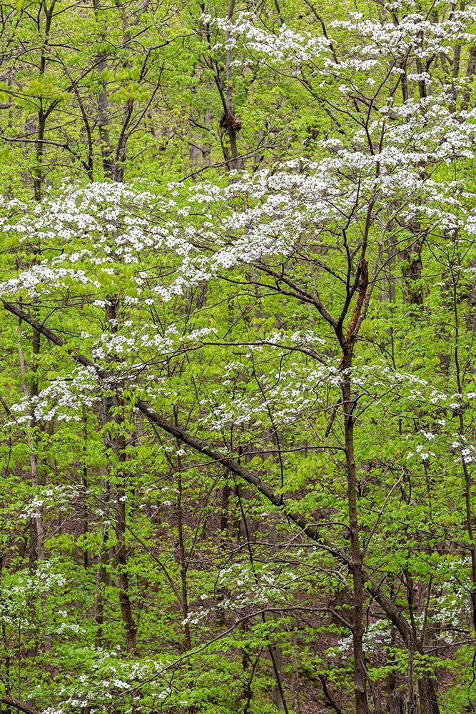 Wall Art Painting id:405501, Name: Flowering Dogwood Tree in spring Stephen A Forbes State Recreation Area-Marion County-Illinois, Artist: Day, Richard and Susan