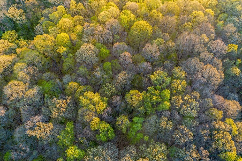 Wall Art Painting id:405502, Name: Aerial view of forest in spring-Marion County-Illinois, Artist: Day, Richard and Susan