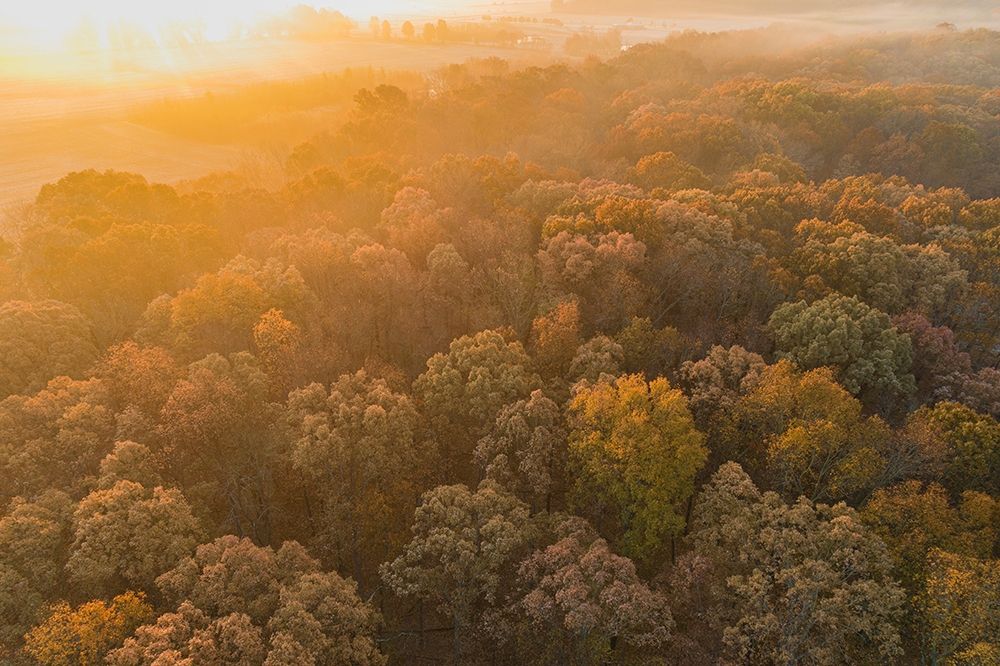 Wall Art Painting id:405503, Name: Aerial View of fall Color at sunrise-Marion County-Illinois, Artist: Day, Richard and Susan