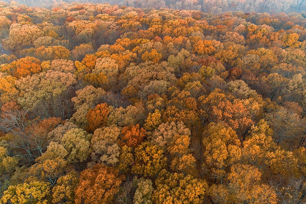 Wall Art Painting id:405504, Name: Aerial View of fall Color at sunrise-Marion County-Illinois, Artist: Day, Richard and Susan