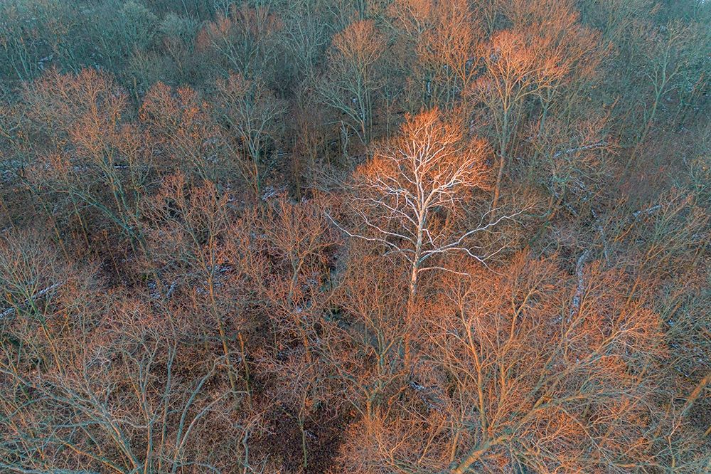 Wall Art Painting id:405508, Name: Aerial view of lone Sycamore tree in winter woods-Marion County-Illinois, Artist: Day, Richard and Susan