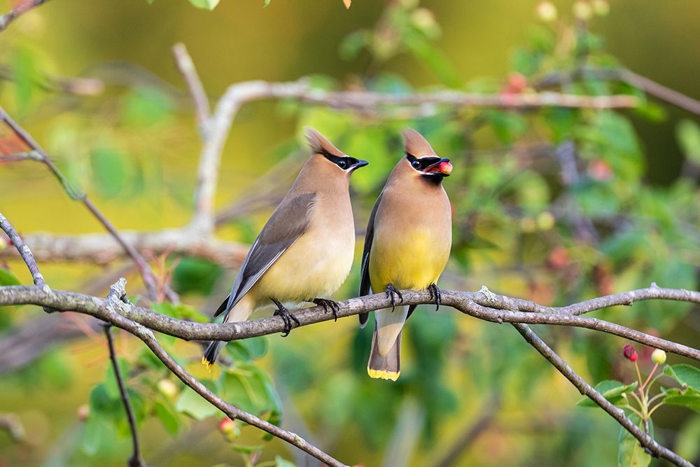 Wall Art Painting id:405514, Name: Cedar Waxwings exchanging berry in Serviceberry Bush, Artist: Day, Richard and Susan