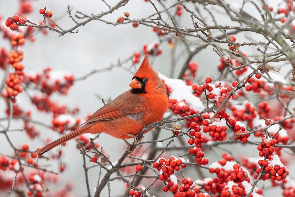 Wall Art Painting id:405515, Name: Northern Cardinal male in Winterberry bush in winter, Artist: Day, Richard and Susan