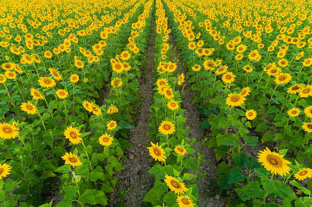 Wall Art Painting id:405516, Name: Aerial view of sunflower field Sam Parr State Park-Jasper County-Illinois, Artist: Day, Richard and Susan