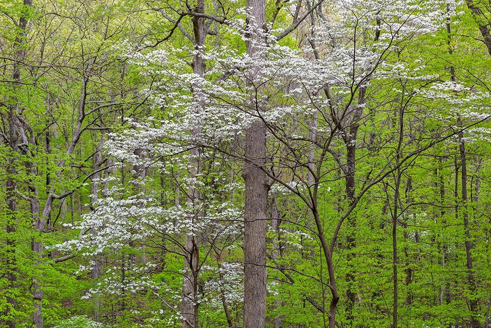 Wall Art Painting id:405518, Name: Flowering Dogwood Tree (Cornus florida) in spring Stephen A Forbes St Park, Artist: Day, Richard and Susan