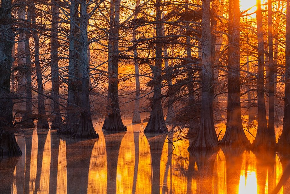 Wall Art Painting id:405519, Name: Cypress trees at sunset in fall Horseshoe Lake State Fish and Wildlife Area, Artist: Day, Richard and Susan