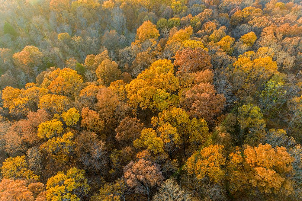 Wall Art Painting id:519663, Name: Aerial view of fall color-Marion County-Illinois, Artist: Day, Richard and Susan