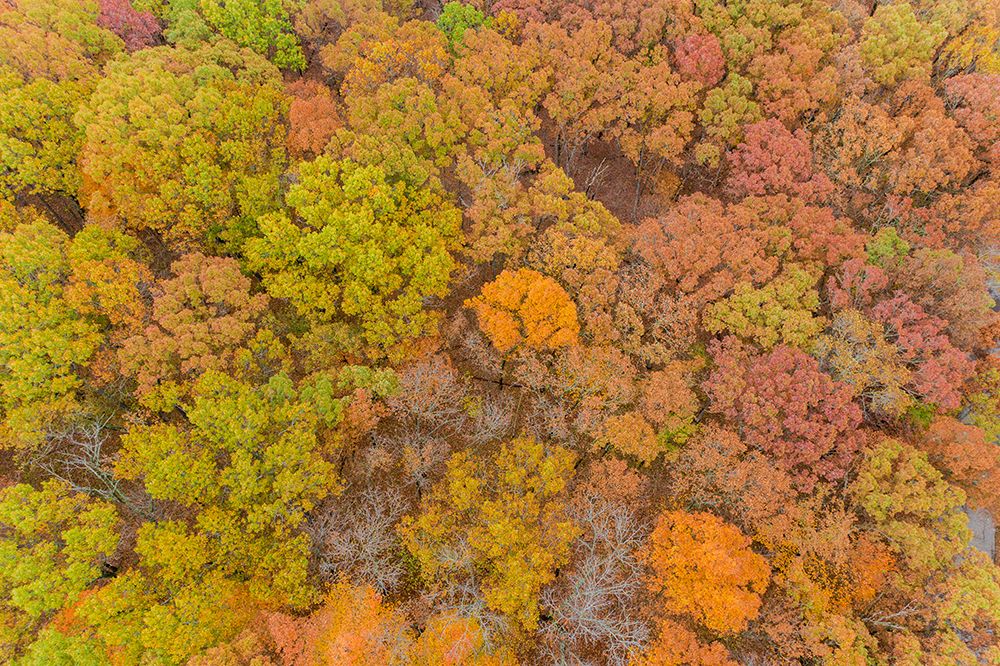 Wall Art Painting id:519664, Name: Aerial view of fall color-Marion County-Illinois, Artist: Day, Richard and Susan