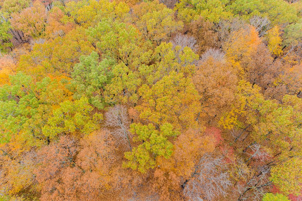 Wall Art Painting id:519665, Name: Aerial view of fall color-Marion County-Illinois, Artist: Day, Richard and Susan