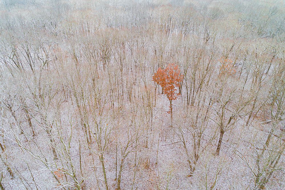 Wall Art Painting id:519666, Name: Aerial view of a fresh snow over the forest-Marion County-Illinois, Artist: Day, Richard and Susan