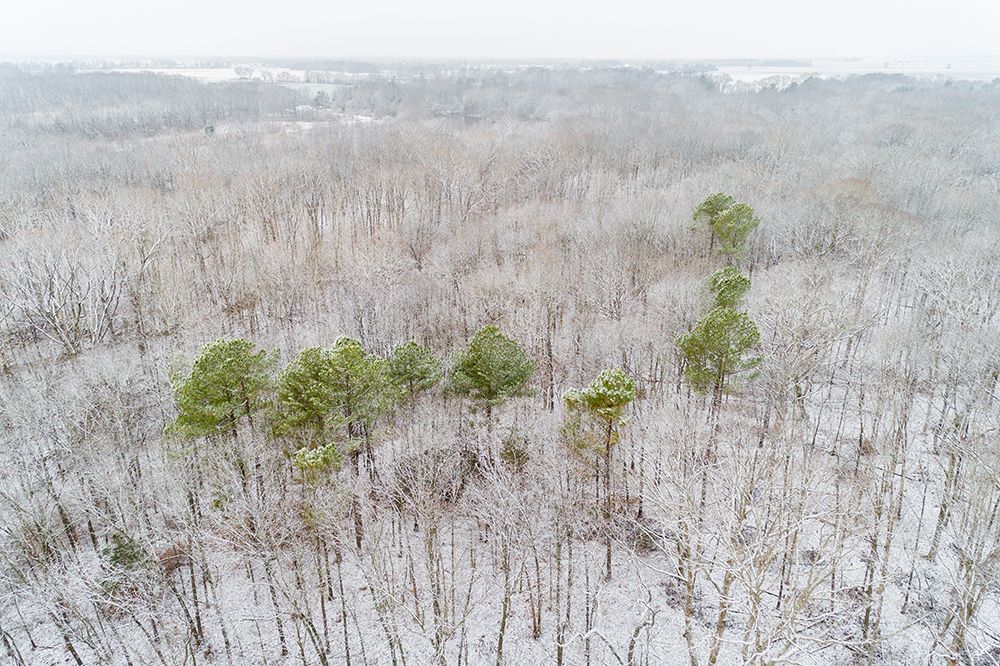 Wall Art Painting id:519667, Name: Aerial view of a fresh snow over the forest-Marion County-Illinois, Artist: Day, Richard and Susan