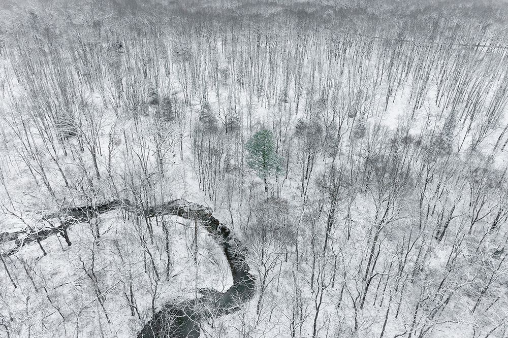 Wall Art Painting id:519670, Name: Aerial view of woods after a snowfall-Marion County-Illinois, Artist: Day, Richard and Susan