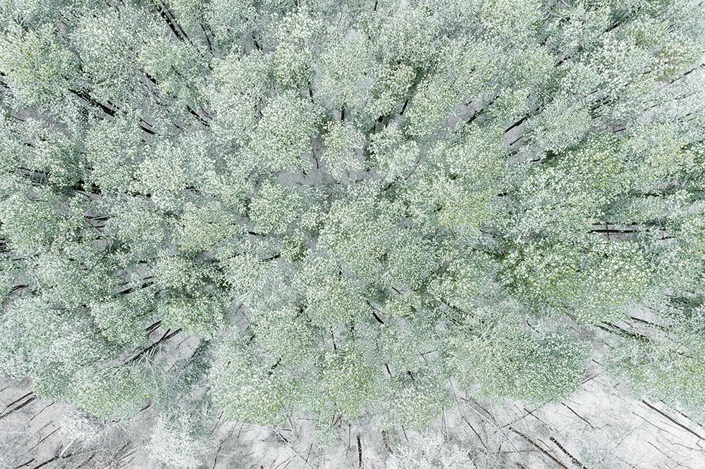 Wall Art Painting id:519671, Name: Aerial view of woods and white pine trees after a snowfall-Marion County-Illinois, Artist: Day, Richard and Susan