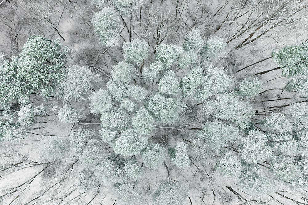 Wall Art Painting id:519672, Name: Aerial view of woods and white pine trees after a snowfall-Marion County-Illinois, Artist: Day, Richard and Susan