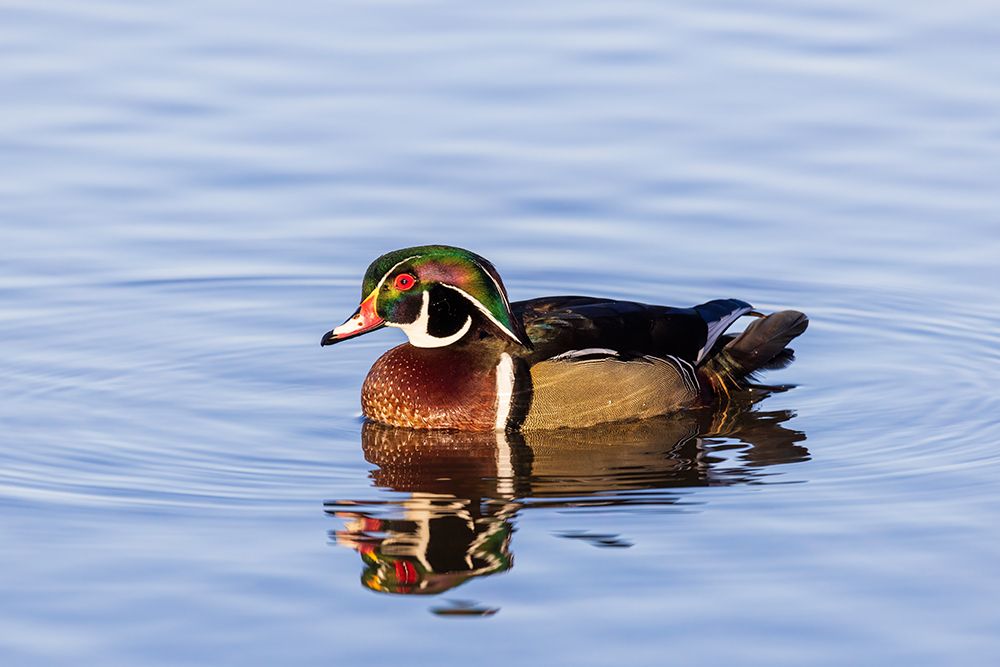 Wall Art Painting id:652460, Name: Wood Duck male in wetland-Marion County-Illinois, Artist: Day, Richard and Susan