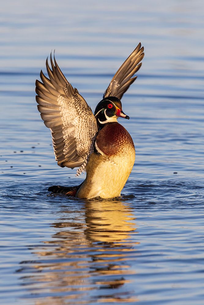 Wall Art Painting id:652461, Name: Wood Duck male in wetland flapping wings-Marion County-Illinois, Artist: Day, Richard and Susan