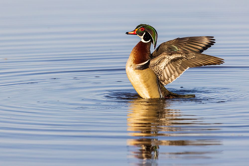 Wall Art Painting id:652462, Name: Wood Duck male in wetland flapping wings-Marion County-Illinois, Artist: Day, Richard and Susan