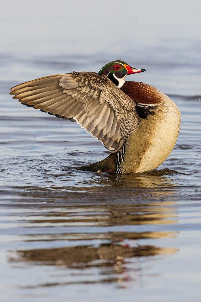 Wall Art Painting id:652463, Name: Wood Duck male in wetland flapping wings-Marion County-Illinois, Artist: Day, Richard and Susan